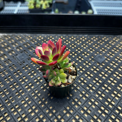 Echeveria ‘Minibelle’ Variegated