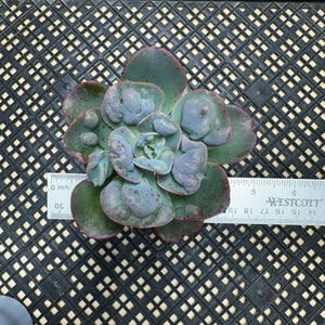 Echeveria ‘Hearts Delight’
