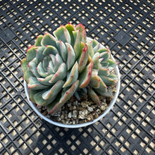 Load image into Gallery viewer, Echeveria ‘Lime Pink’