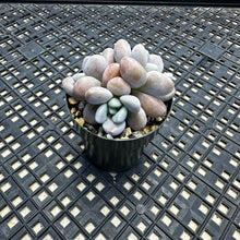 Load image into Gallery viewer, Pachyveria Arden