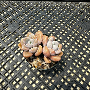Pachyveria Arden