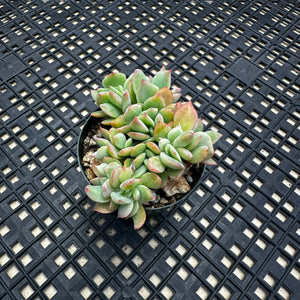 Echeveria ‘Luella’ Crested