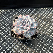 Load image into Gallery viewer, Echeveria ‘Crispate Beauty’ Variegated