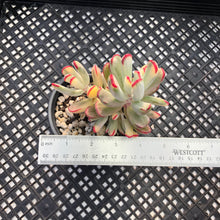 Load image into Gallery viewer, Korean imported Cotyledon orbiculata cv Variegata (long leaf form)