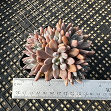 Load image into Gallery viewer, Echeveria ‘Sugar Jelly’