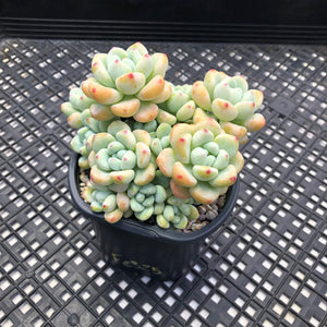 Sedum Clavatum