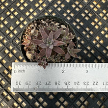 Load image into Gallery viewer, Orostachys ‘NYBG’