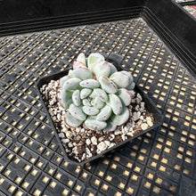 Load image into Gallery viewer, Echeveria ‘Viyant’