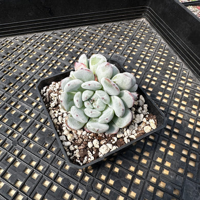 Echeveria ‘Viyant’