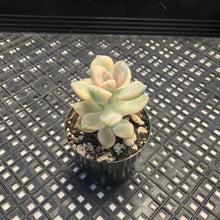 Load image into Gallery viewer, Graptoveria titubans Variegated