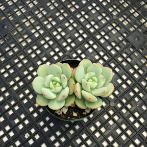 Sedeveria ‘Pudgy’