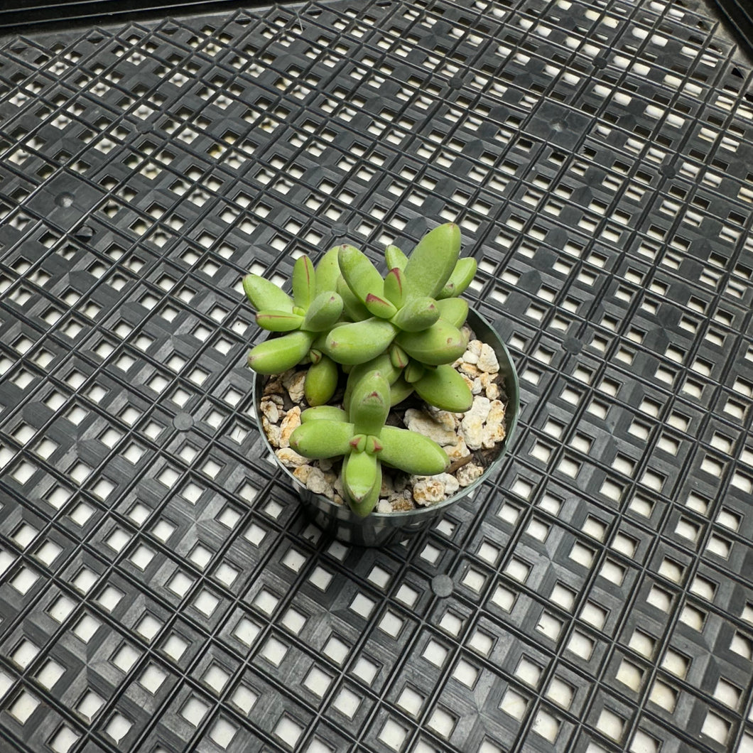 Crassula nudicaulis var. herrei
