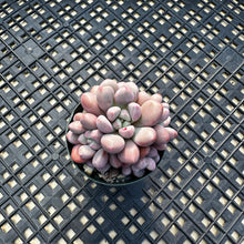 Load image into Gallery viewer, Pachyveria ‘Polari Heart’