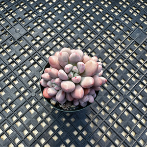 Pachyveria ‘Polari Heart’