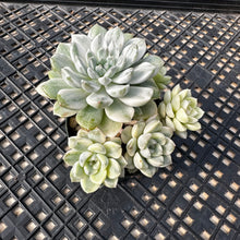 Load image into Gallery viewer, Echeveria Agavoides ‘Tinkerbell’ Variegated