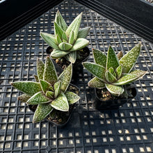 Load image into Gallery viewer, Gasteria ‘Kaleidoscope’