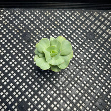 Load image into Gallery viewer, Echeveria ‘Mocha’ Variegated