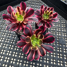 Load image into Gallery viewer, Aeonium ‘Wheels of Captivation’