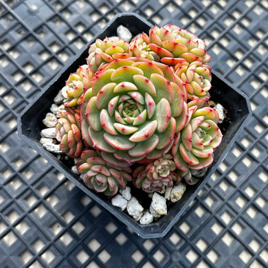Echeveria ‘Sugar Baby’