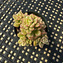 Load image into Gallery viewer, Sedum &#39;Joyce Tulloch&#39; variegated