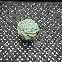 Load image into Gallery viewer, Echeveria ‘Red Velvet’