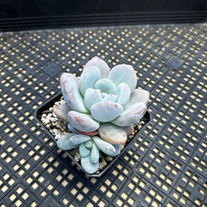 Pachyphytum x Laulindsayana sp hybrid