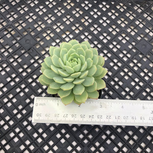 Echeveria ‘Macadamia’