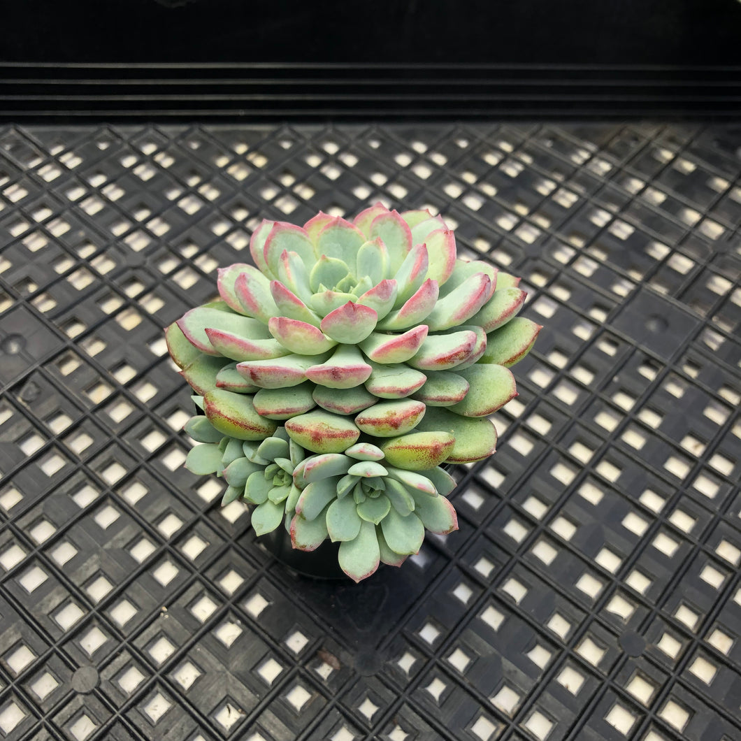 Echeveria ‘Ecolatte’