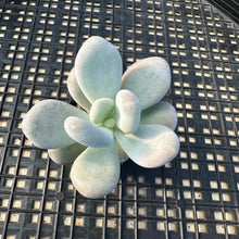 Load image into Gallery viewer, Pachyphytum sp