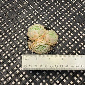 Echeveria ‘Raspberry Ice’