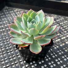Load image into Gallery viewer, Echeveria ‘Johnny’