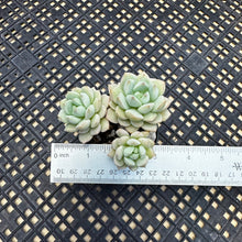 Load image into Gallery viewer, Echeveria &#39;Gungekkan’