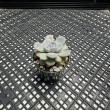 Load image into Gallery viewer, Echeveria  ‘Pixie’