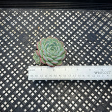 Load image into Gallery viewer, Echeveria ‘Polonaise’