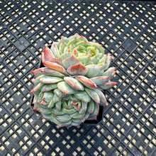 Load image into Gallery viewer, Echeveria ‘Marisa’