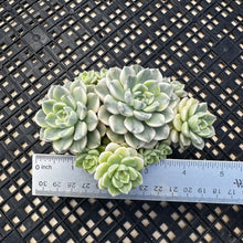 Load image into Gallery viewer, Echeveria Agavoides ‘Tinkerbell’ Variegated
