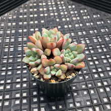 Load image into Gallery viewer, Echeveria Subcorymbosa Lau 030