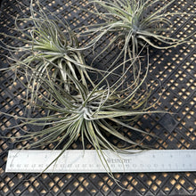 Load image into Gallery viewer, Tillandsia Oaxacana