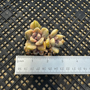 Pachyveria Pachyphytoides Variegated
