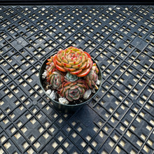 Load image into Gallery viewer, Echeveria ‘Sugar Baby’