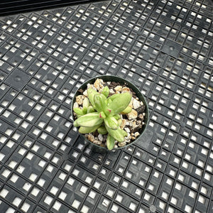 Crassula nudicaulis var. herrei Variegated