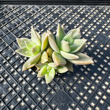 Load image into Gallery viewer, Echeveria agavoides ‘Citrina’