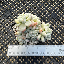 Load image into Gallery viewer, Sedum clavatum variegated