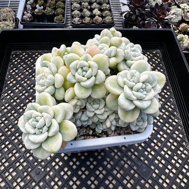 Sedum clavatum variegated
