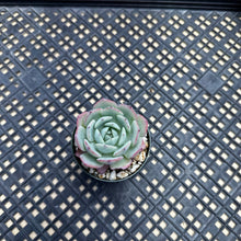 Load image into Gallery viewer, Echeveria ‘Johnny’