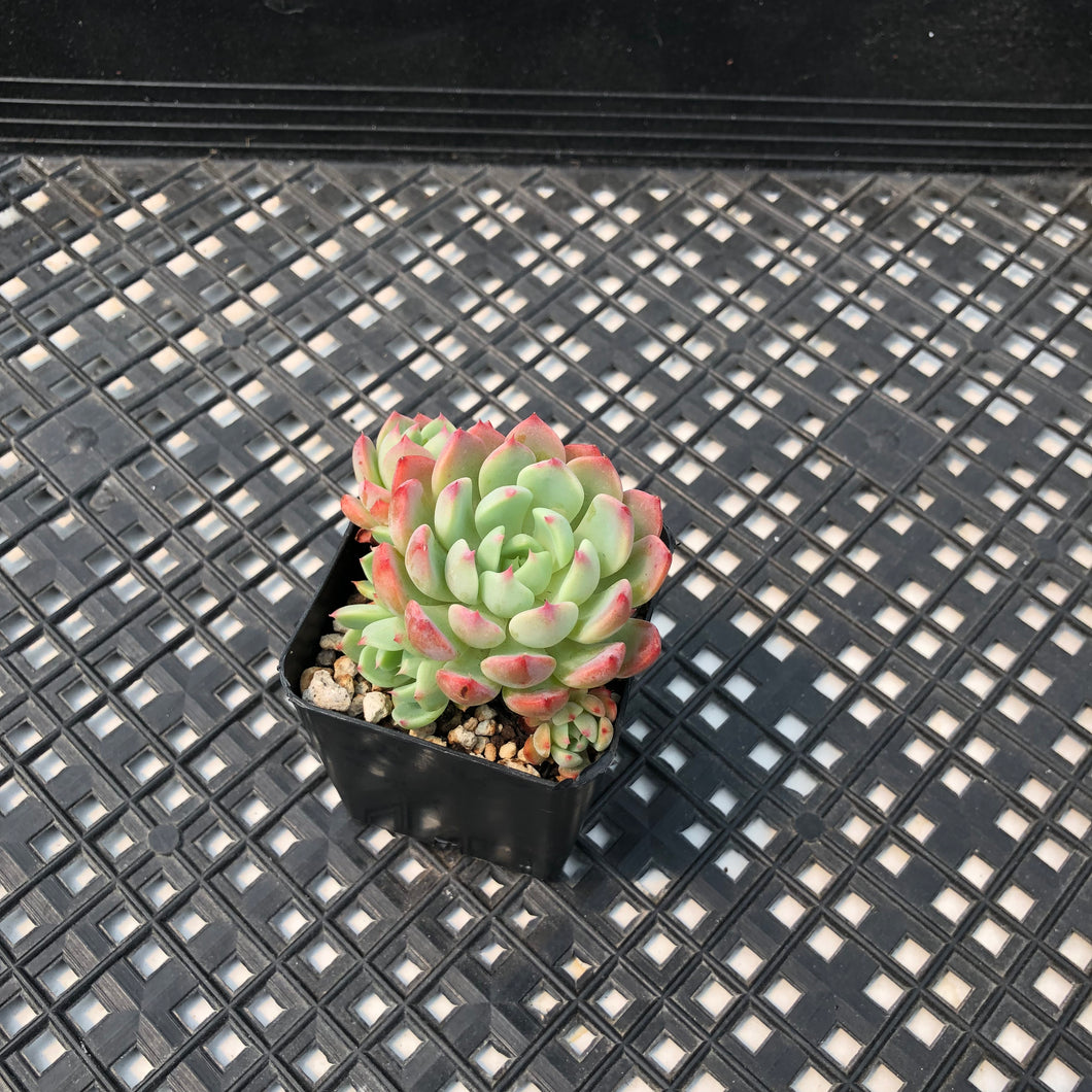 Echeveria sp ‘el Encino’