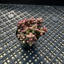 Load image into Gallery viewer, Crassula elegans