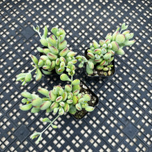 Load image into Gallery viewer, Cotyledon pendens