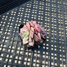 Load image into Gallery viewer, Echeveria ‘Sir Charles’