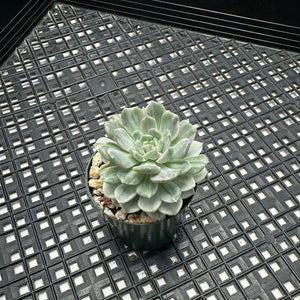 Echeveria Agavoides ‘Tinkerbell’ variegated